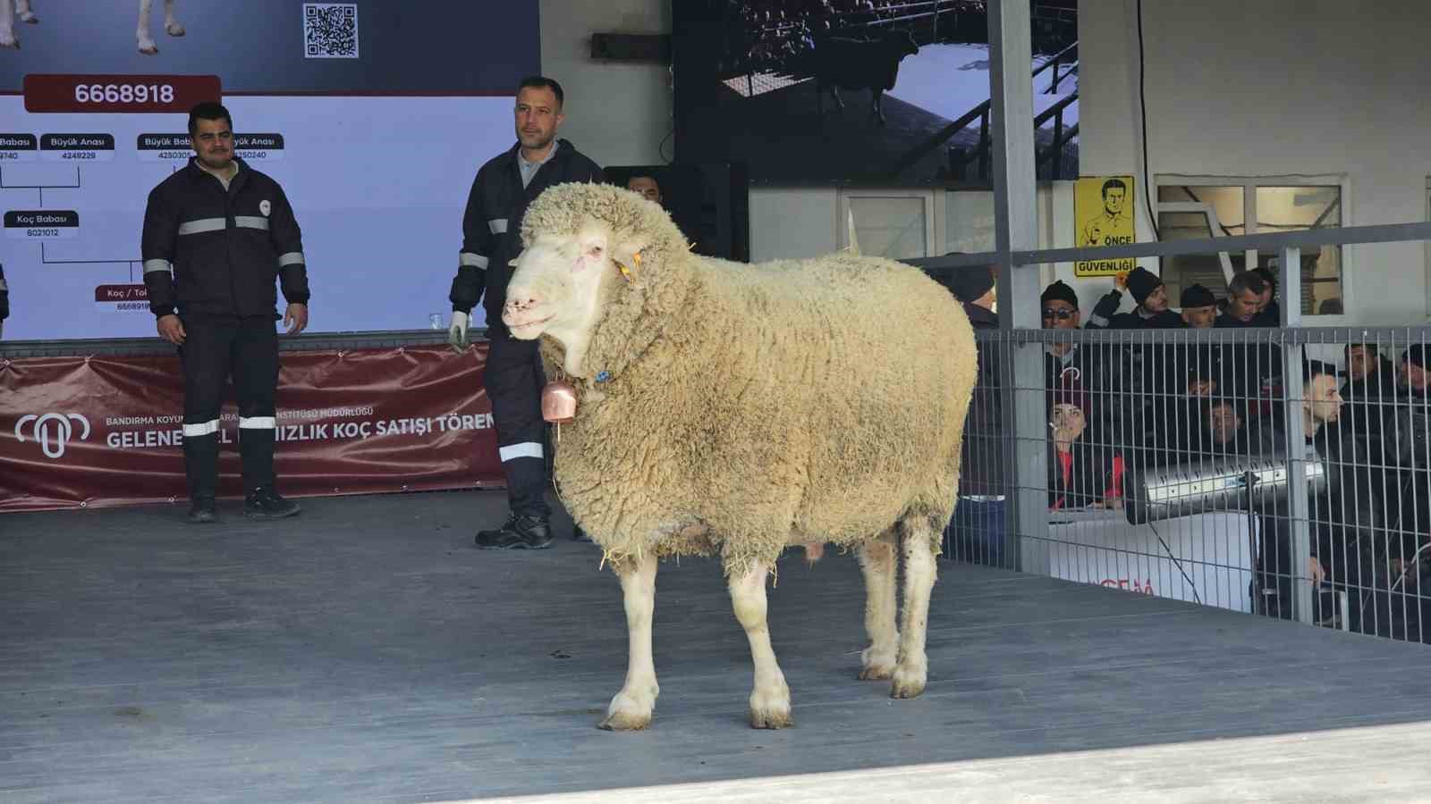 Damızlık koçta rekor, açık artırmada 1 milyonluk satış
