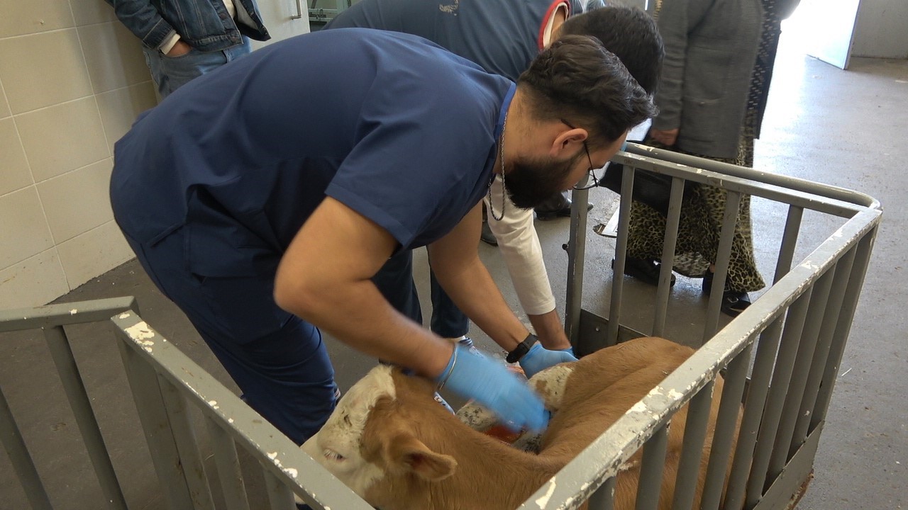 OMÜ Hayvan Hastanesi 2025’te 30 binden fazla vakaya müdahale etti
