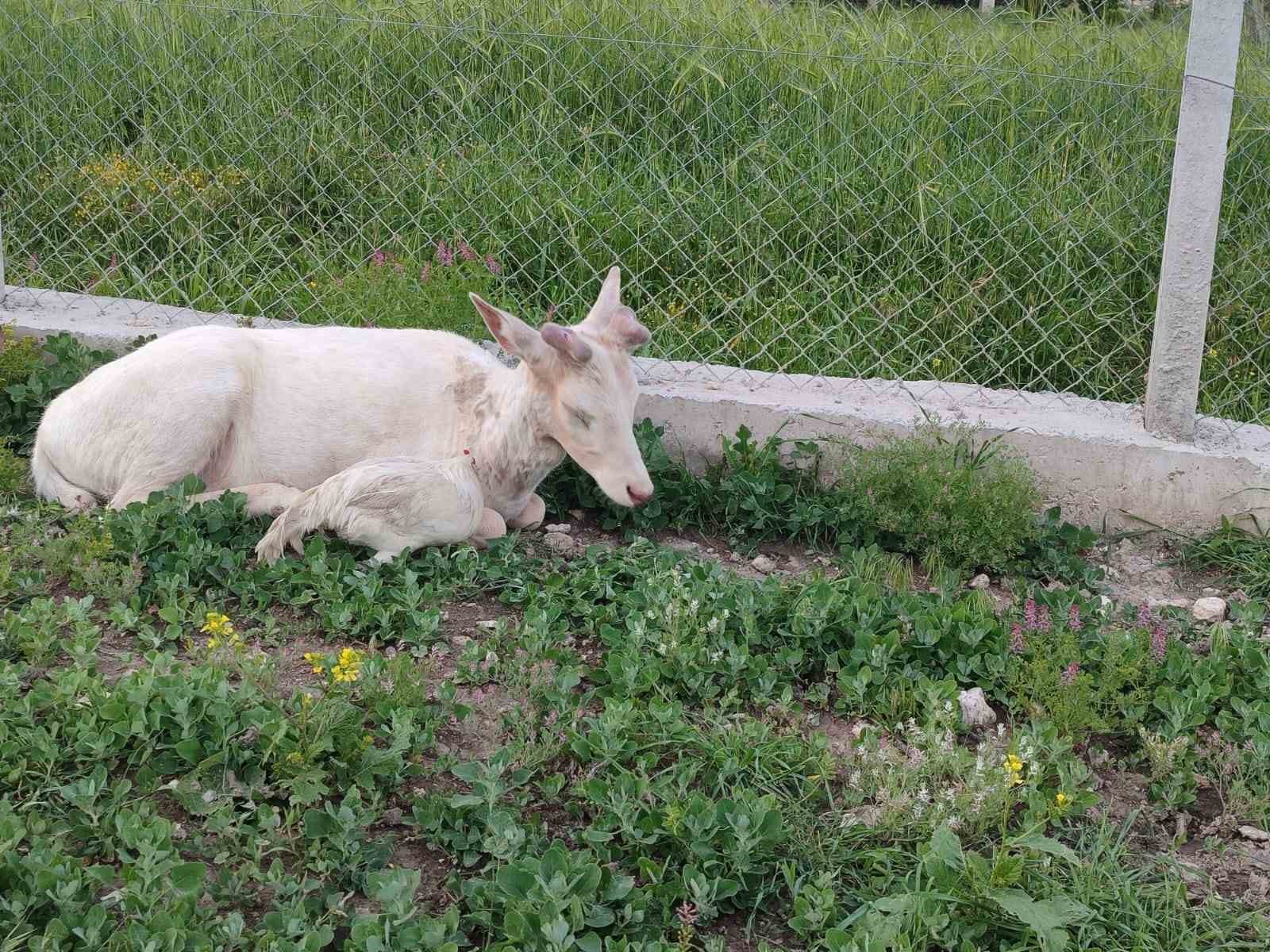 Elazığ’da beyaz ala geyik bu kez koyun sürüsünde görüldü
