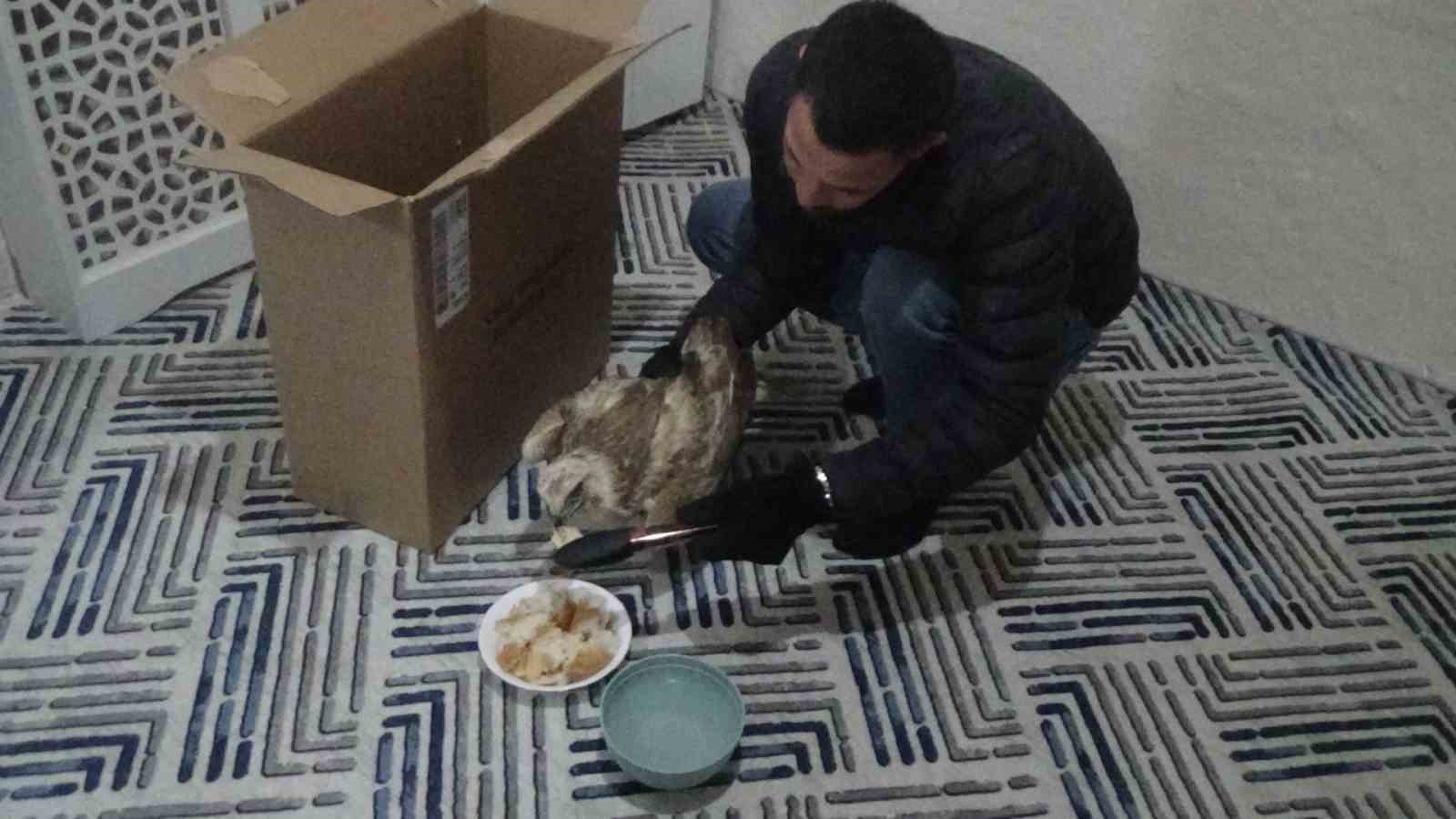 Yaralı kızıl şahini hayvanlara yem olması diye evine götürüp ekiplere teslim etti
