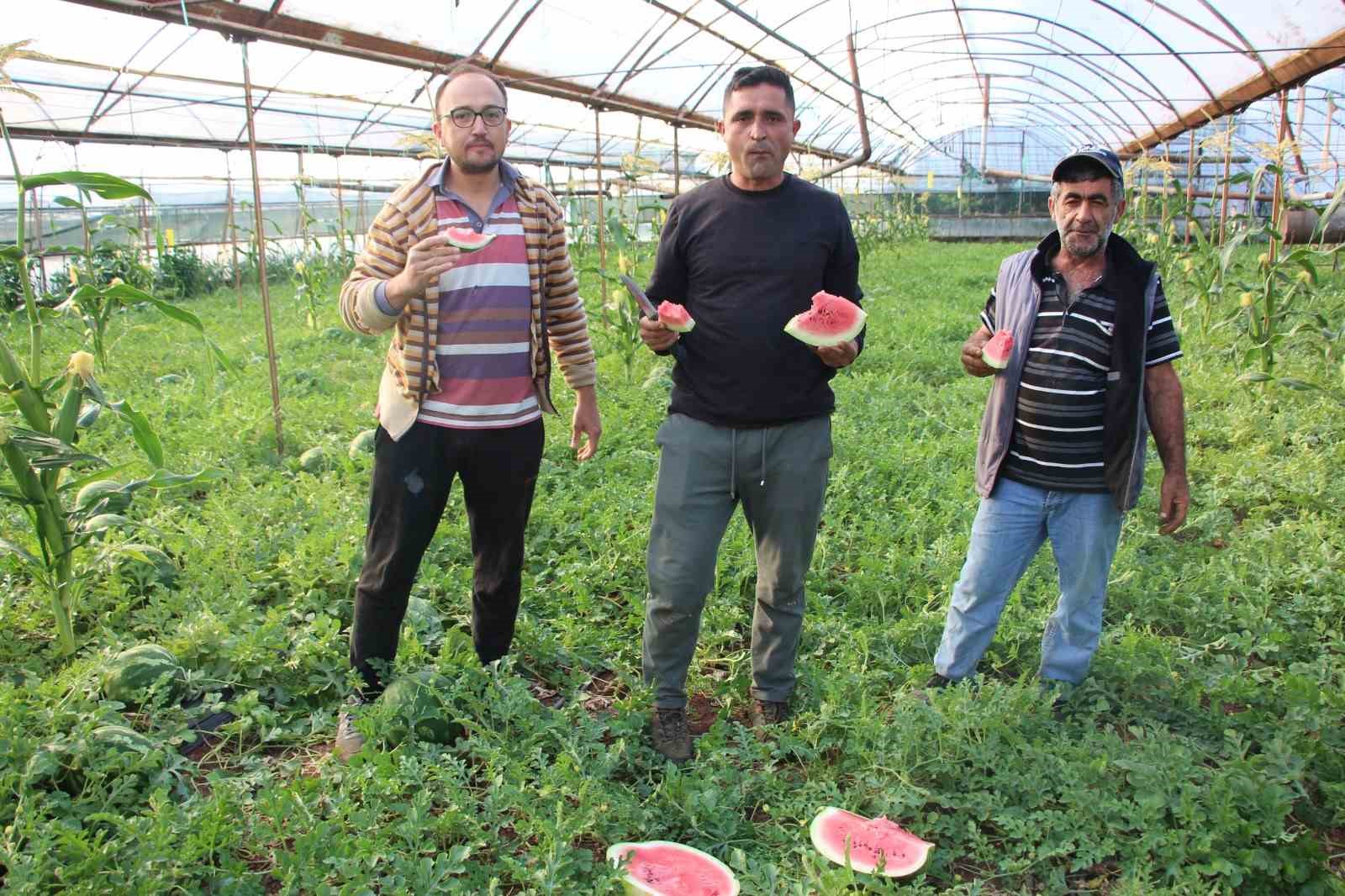 Çekirdek karpuzun hasadı başladı: 3 ayda hasat ediliyor, 1 ayda tükeniyor
