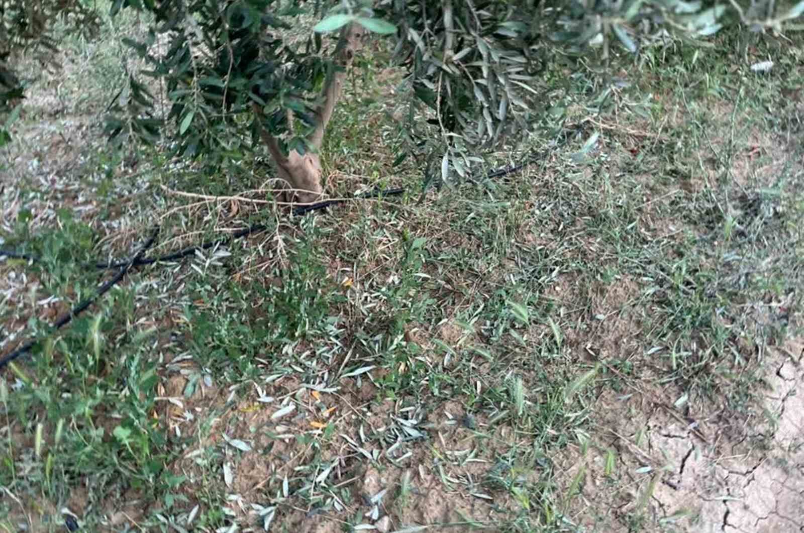 Dolu, kayısı ve zeytinlere zarar verdi
