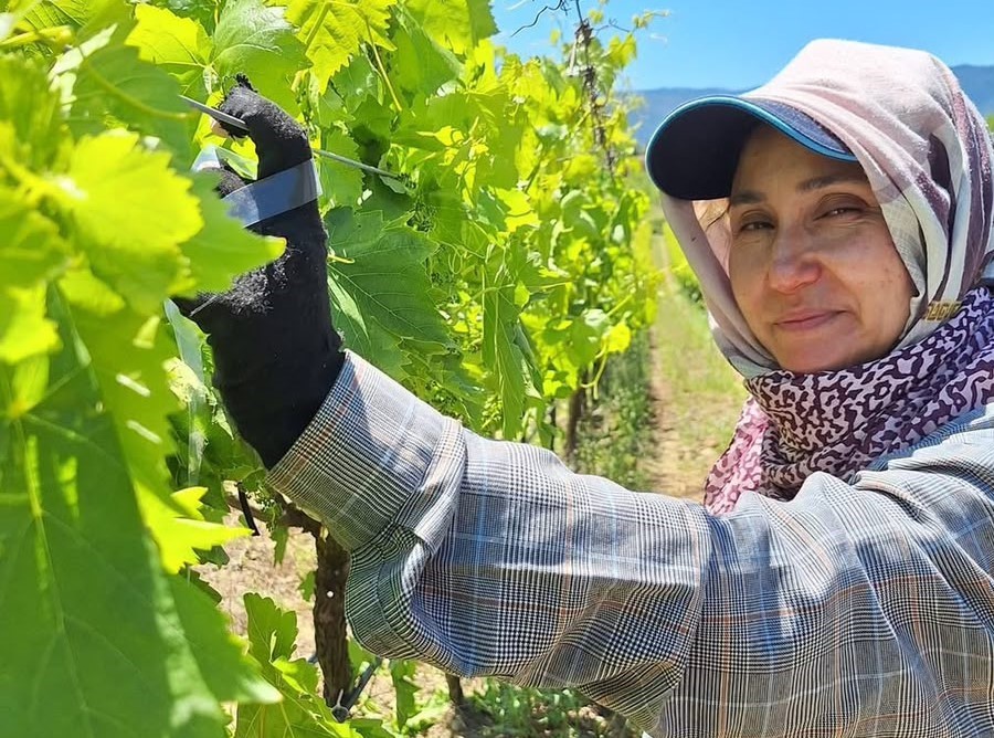 Üreticiler üzüm için zamana karşı yarışıyor
