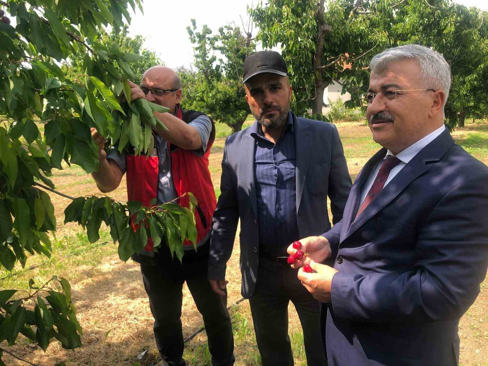 Akşehir Kirazı’nın geleceği sahada değerlendirildi
