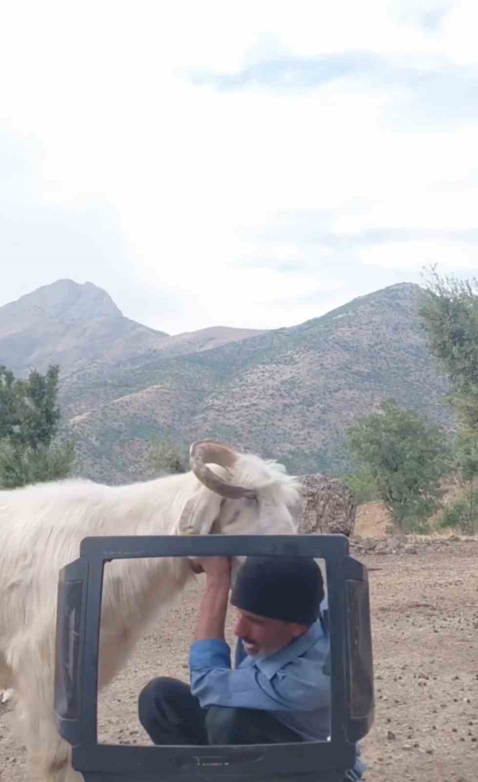 Fenomen çobanın keçiyle mücadelesi gülümsetti

