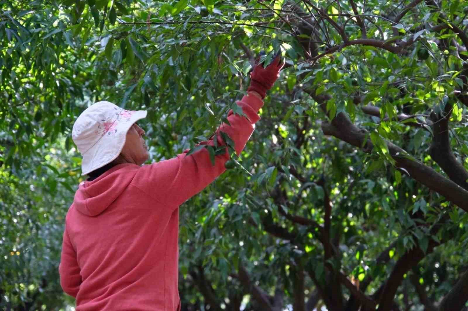 Yeşil Bodrum Mandalini hasadı devam ediyor

