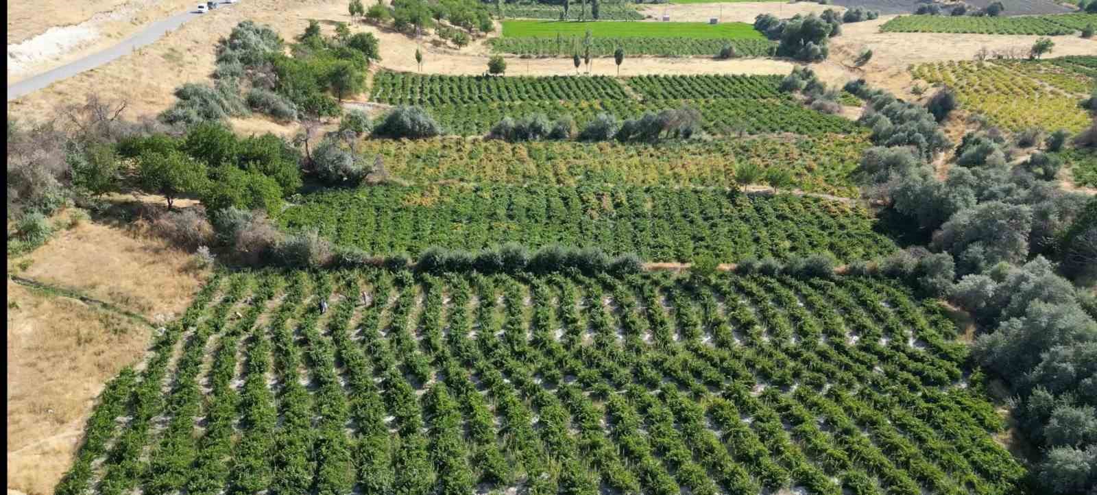 2 bin 800 yıllık coğrafi işaretli Erciş üzümünde bağ bozumu başladı
